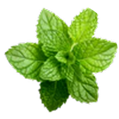 Mint